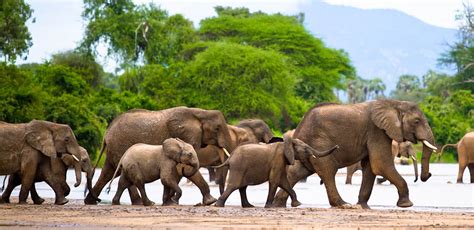 Ruaha National Park | Tailormade Africa