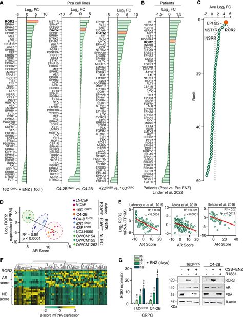 ASCL1 is activated downstream of the ROR2/CREB signaling pathway to ...