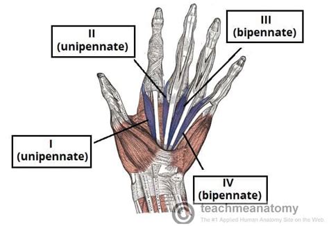 Lumbricals - Attachments - Action - TeachMeAnatomy