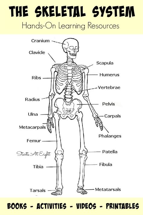 Skeletal System Labeling Worksheet