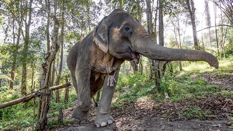 Chiang Mai Elephant Sanctuary (Thailand)