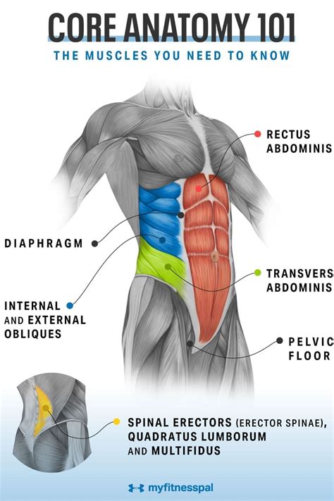 Abdominal Muscle Level Exercise