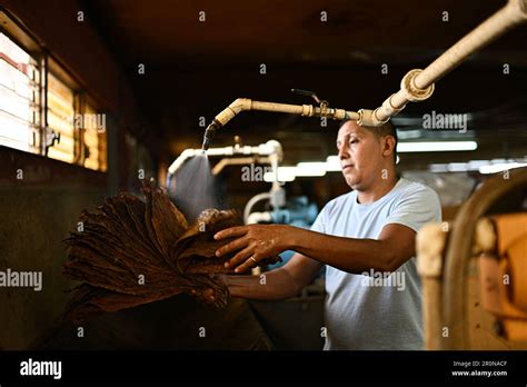 Danli, Honduras. 8th May, 2023. A worker moisturizes tobacco leaves for ...