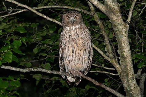 Do Owls Eat Bats? Your Questions Answered! - Optics Mag