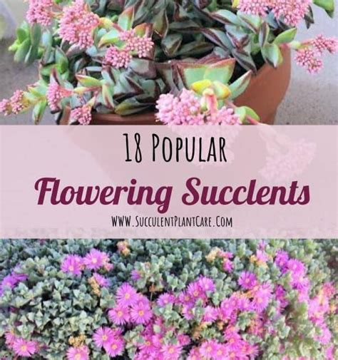 18 Popular Flowering Succulents (With Pictures) - Succulent Plant Care