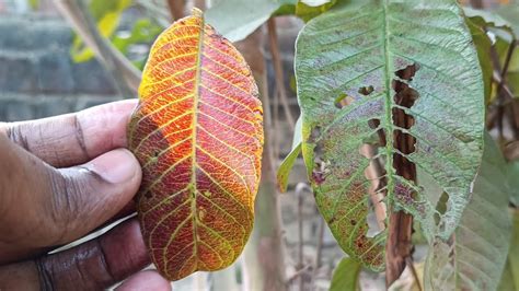 Diseases in #guava trees | purple leaf | hole in leaf | #अमरुद - YouTube