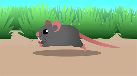 Rat 31 GIF Animation