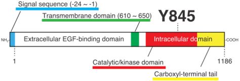 Schematic structure of EGFR. The translational protein product of the ...