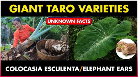 The Giant Taro Plant | Elephant ears plant | Colocasia esculenta plant ...