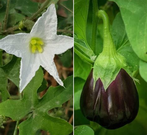 Eggplant Flower Drop, Reasons, Control Methods (Brinjal) | Agri Farming