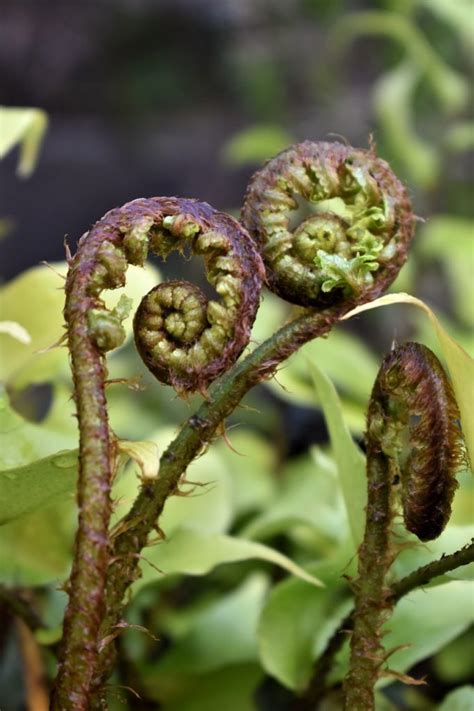 12 Incredible Benefits of Fiddleheads | Mr Mind Blowing