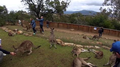 A Visit to Bonorong Wildlife Sanctuary, Tasmania - YouTube