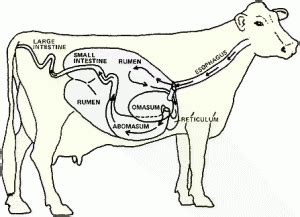 The amazing ruminant | UGA Forage Extension Team