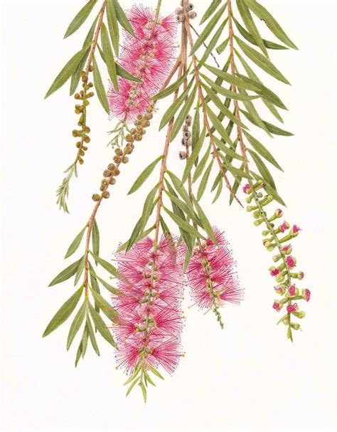 Botanical Art - Holiday Sketching: Bottlebrush Painting | Botanical ...