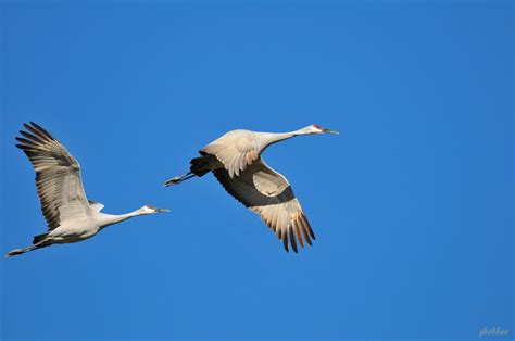 Joe and Cintia's photography: sandhill cranes migration