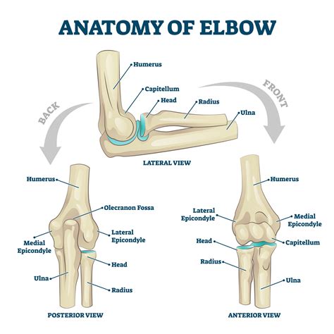 Elbow - Cape Shoulder and Elbow Unit