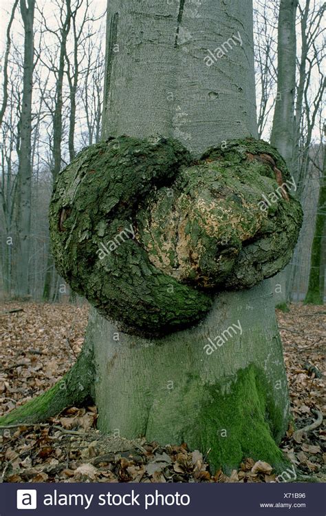 Tree Cancer High Resolution Stock Photography and Images - Alamy