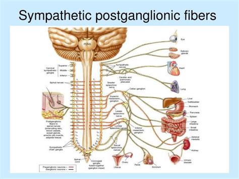 PPT - Autonomic Nervous System PowerPoint Presentation - ID:5435606