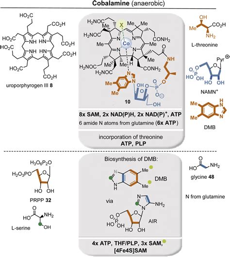 On The Evolution Of Coenzyme Biosynthesis ScienceDirect, 50% OFF