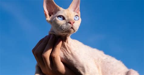 What Are the Most Popular Cat Breeds? Here's the Top 10 | PawTracks