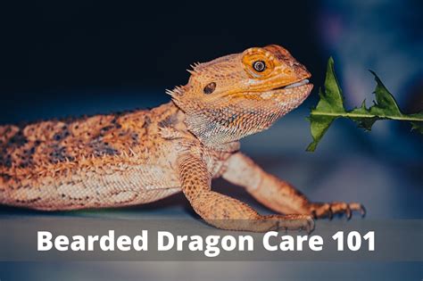 Bearded Dragon Care 101: Getting the Basics Right - The Bug Shed