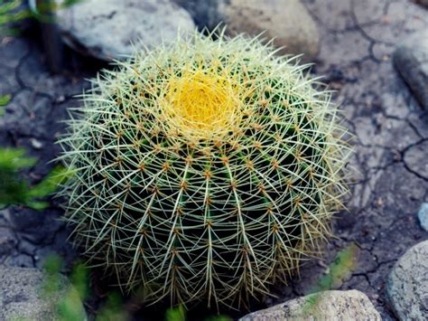 Growing Barrel Cactus: Tips For Barrel Cactus Care