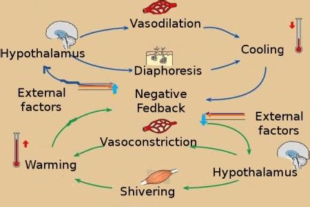 Core Body Temperature | Definition, Regulation & Measurement - Video ...