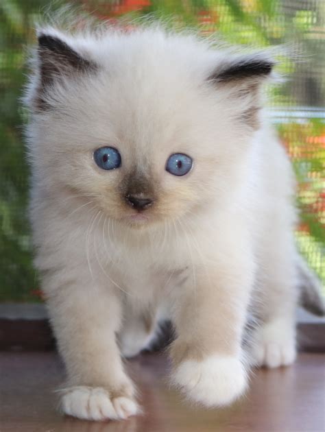 Ragdoll Cats For Sale | Orlando, FL #243600 | Petzlover