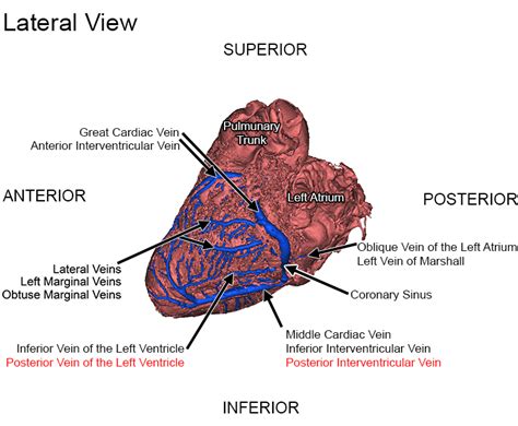 Coronary System Tutorial - What is the Coronary System