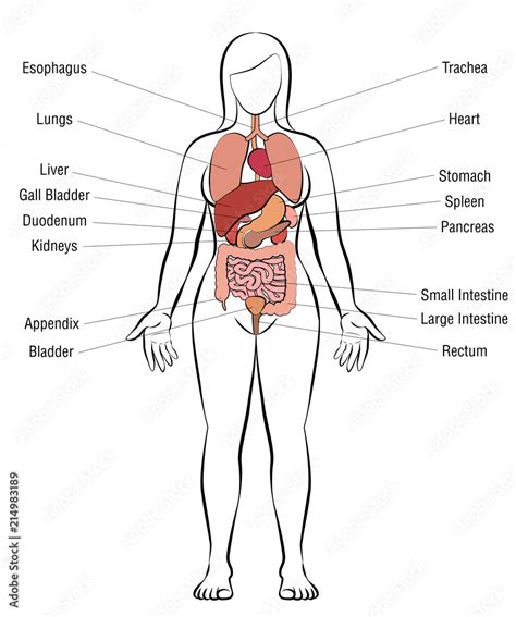 Human Internal Organs Diagram Labeled