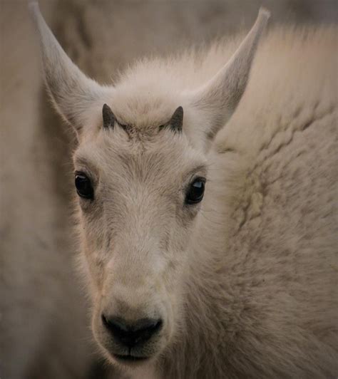 Baby Mountain Goat Photo by Patrick Shane Kelley | Goats, Mountain goat ...