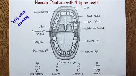 Human Teeth Diagram For Kids