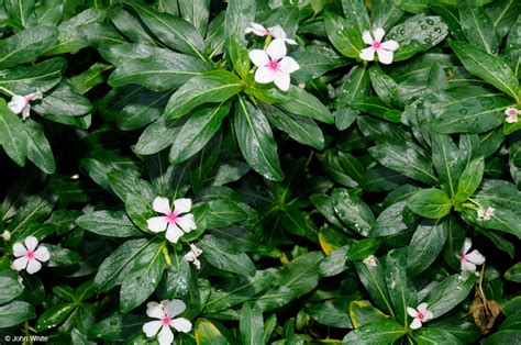 Catharanthus roseus Calflora