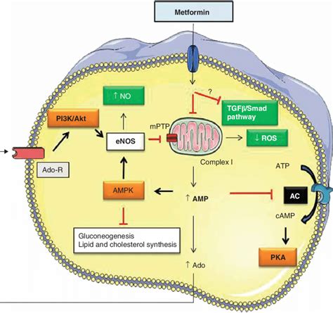 An overview of the mechanisms of action of metformin is shown. After ...