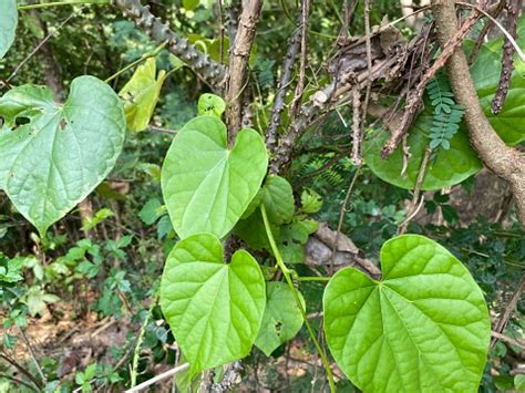 Leaves And Stems Of Brotowali Also Known As Heartleaved Moonseed Stock ...