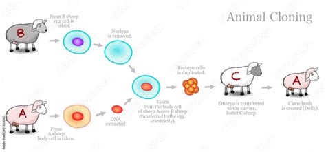 Animal cloning diagram. Genetically identical copy. Somatic cell ...