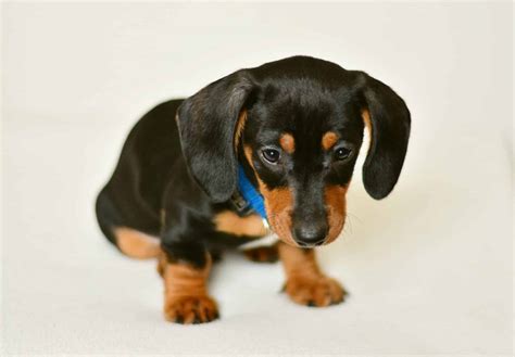 Dachshund Puppies | Dachshund Puppy Facts and How to Get a Puppy