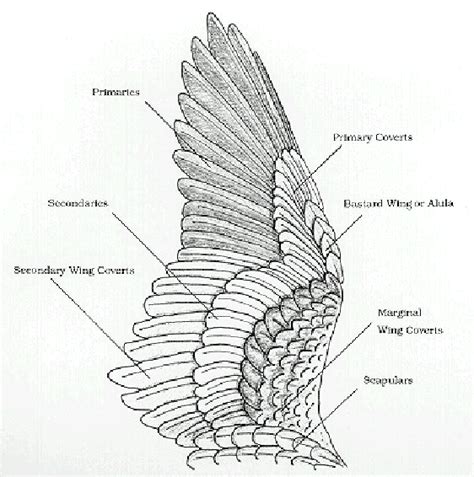 Feather anatomy | Wings art, Wings drawing, Wing anatomy