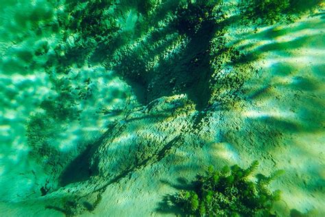 Blue Lake, Nelson, New Zealand - The Clearest Lake in the World ...