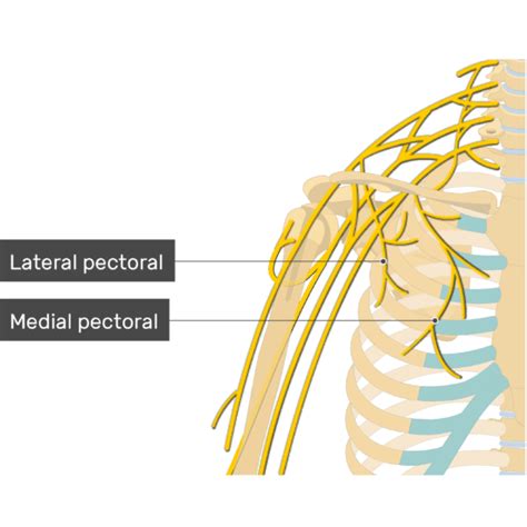 Pectoralis Major Muscle - Attachment, Action & Innervation | GetBodySmart