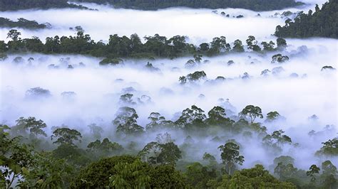 Tropical Rainforest Biome Trees