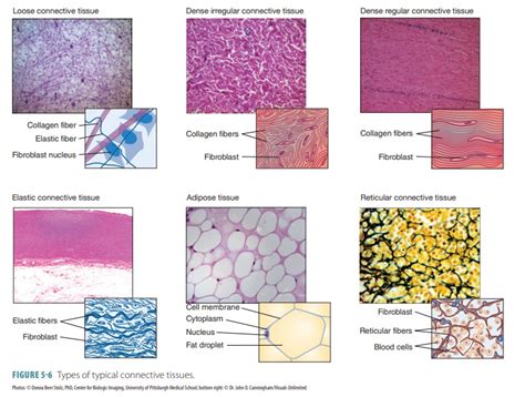 Loose Connective Tissue Reticular