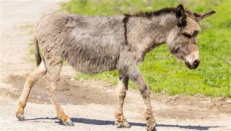 Do All Donkeys Have a Cross on their Back? - Equine Desire