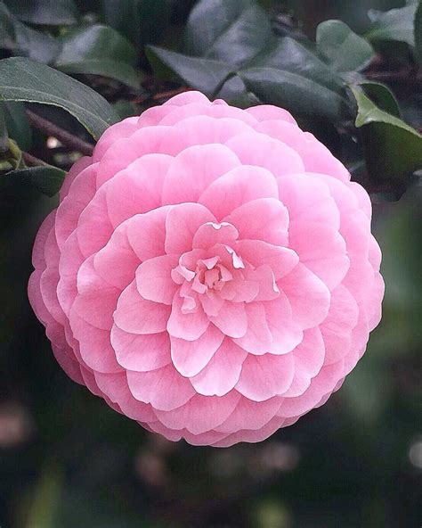 Camellia flower meaning. Learn the symbols and origins of this plant