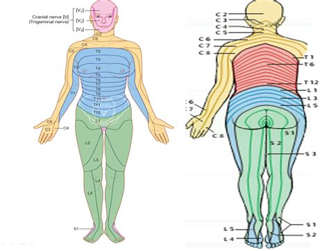 Lumbar Dermatomes And Myotomes Are Categorized Under Hd Picture 9A4