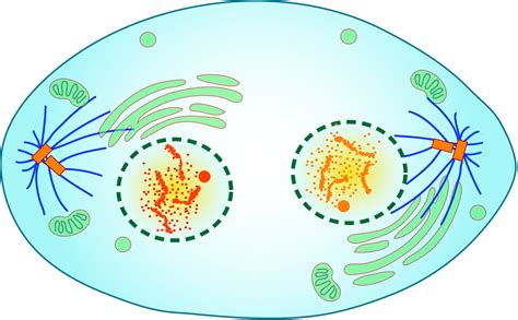 4.3: Mitotic Cell Division- Division of the Nucleus (Mitosis ...