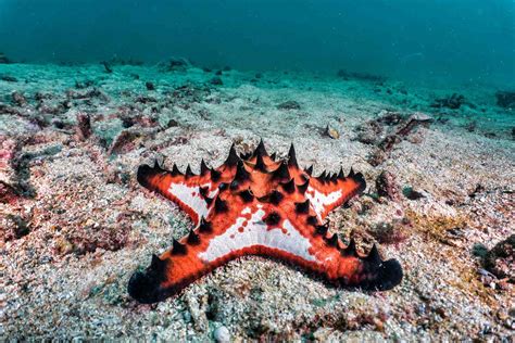 20 Bizarre and Beautiful Starfish Species