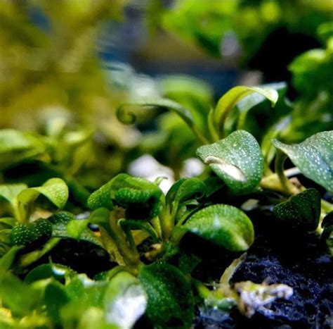 The Best Low Light Aquarium Plants 2020 | Reviews By The Aqua Guru