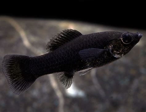 Black Fancy Molly Fish | Arizona Aquatic Gardens