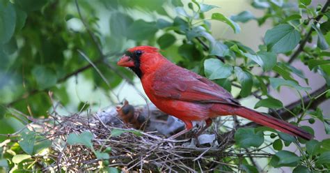 Cardinal Nesting (Behavior, Eggs, Location + FAQs) | Birdfact